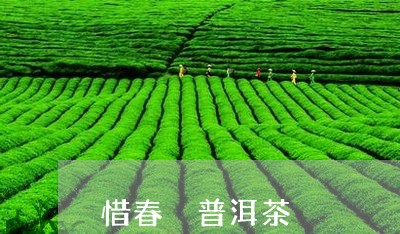 惜春 普洱茶/2023042629158